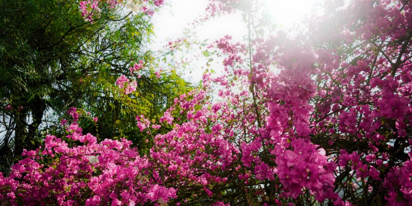 a bougainvillea tree in spring